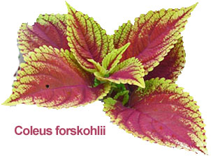 Pure Forskolin Forskohlii extracts
