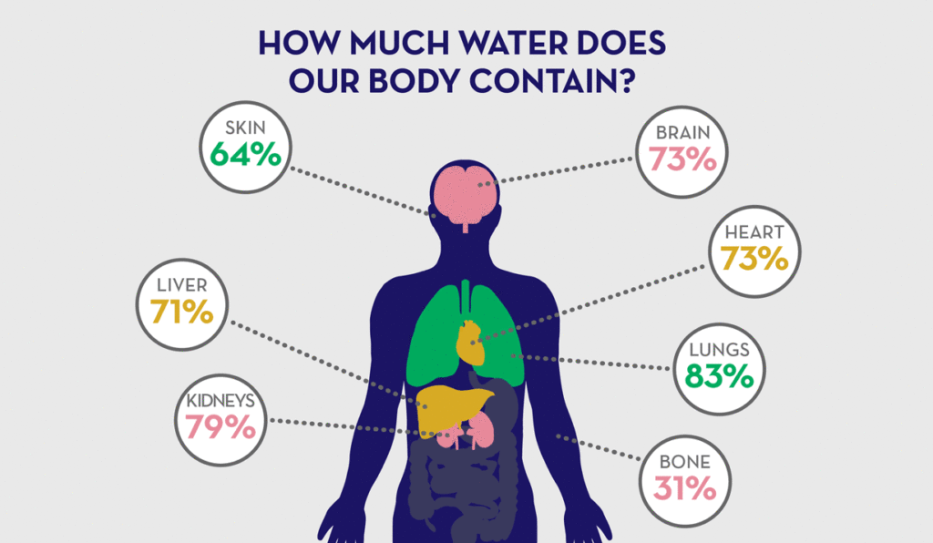 How Much of Your Body Is Water? 