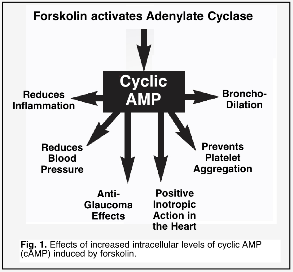Forskolin cyclic AMP