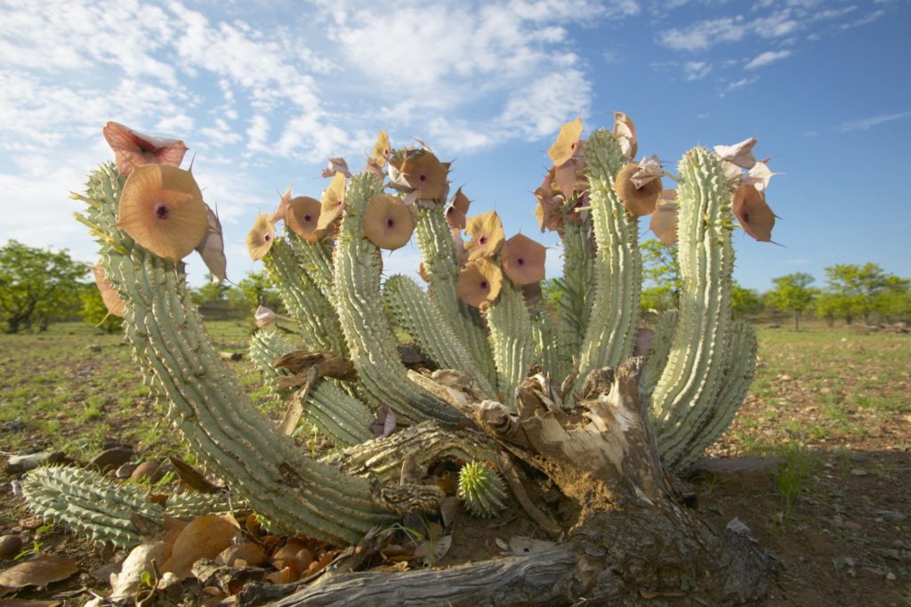 Hoodia gordonii plant for weight loss