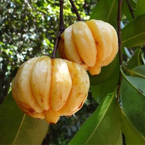 Garcinia Cambogia Extracts for Weight Loss